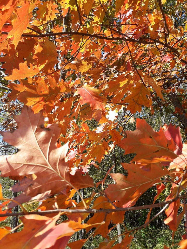 colorful autumn)