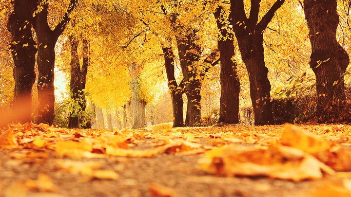 nature background images