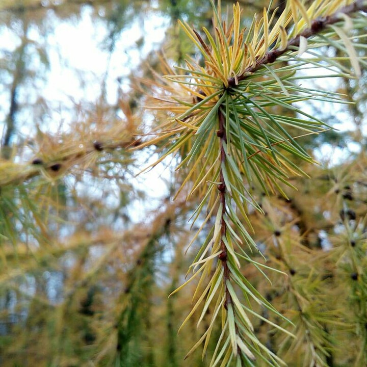 Nature