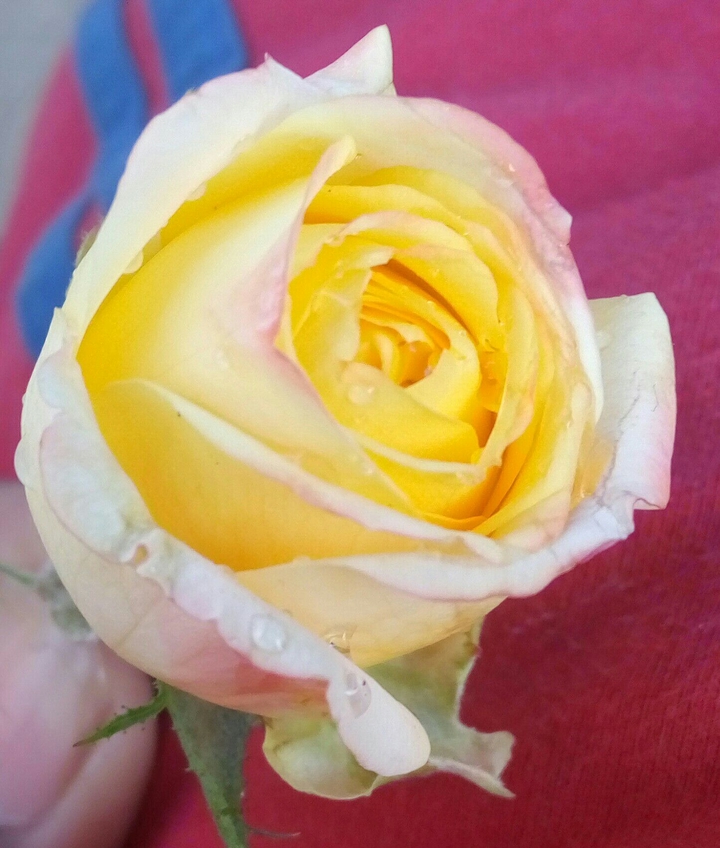 yellow rose