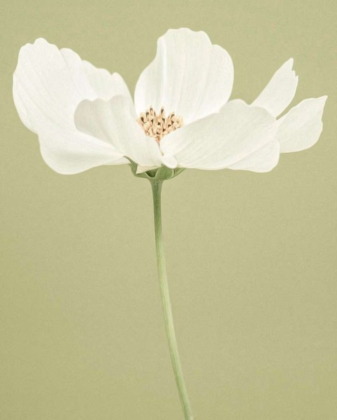 plant, wildflower wallpapers