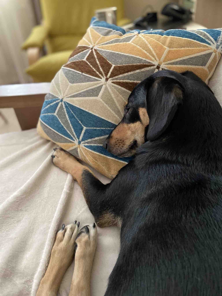 dog