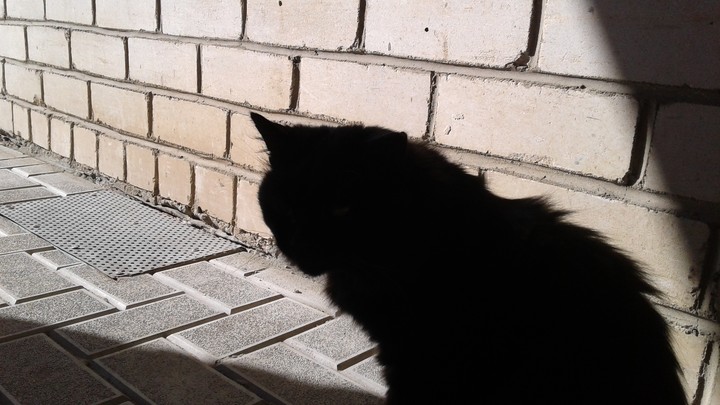 кот