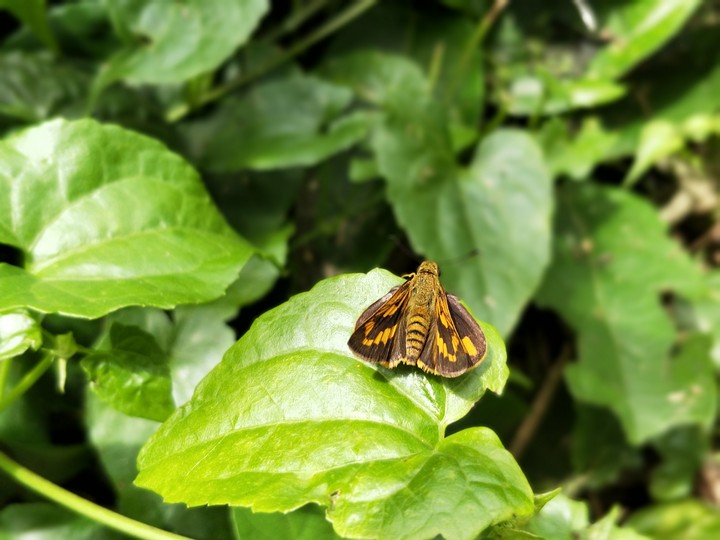 butterfly candits