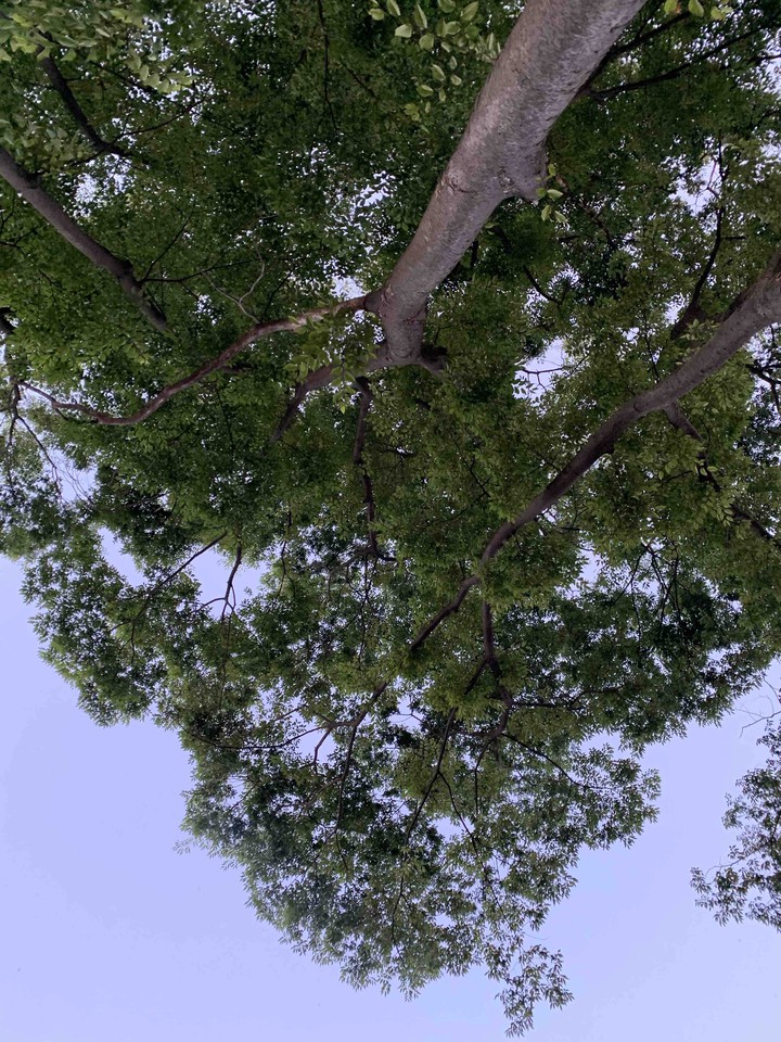 A Tree see you