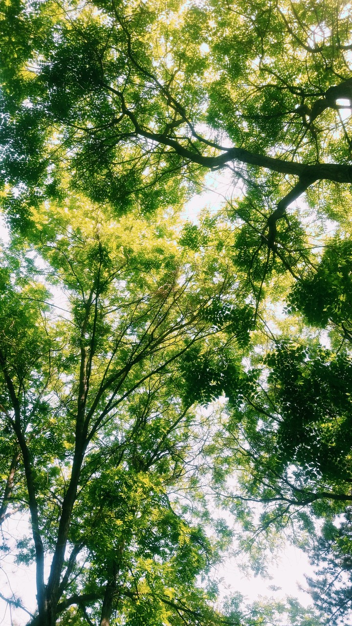 Green Story
