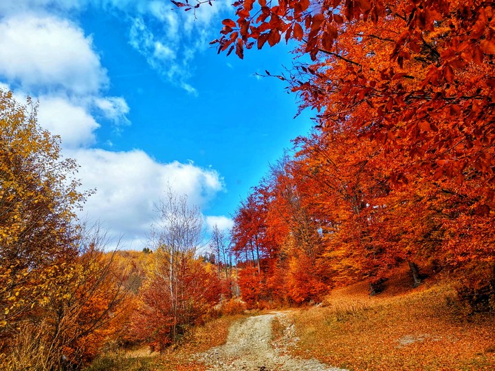 Fire Trees