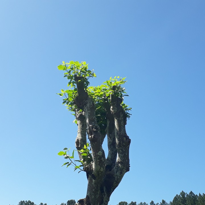 tree