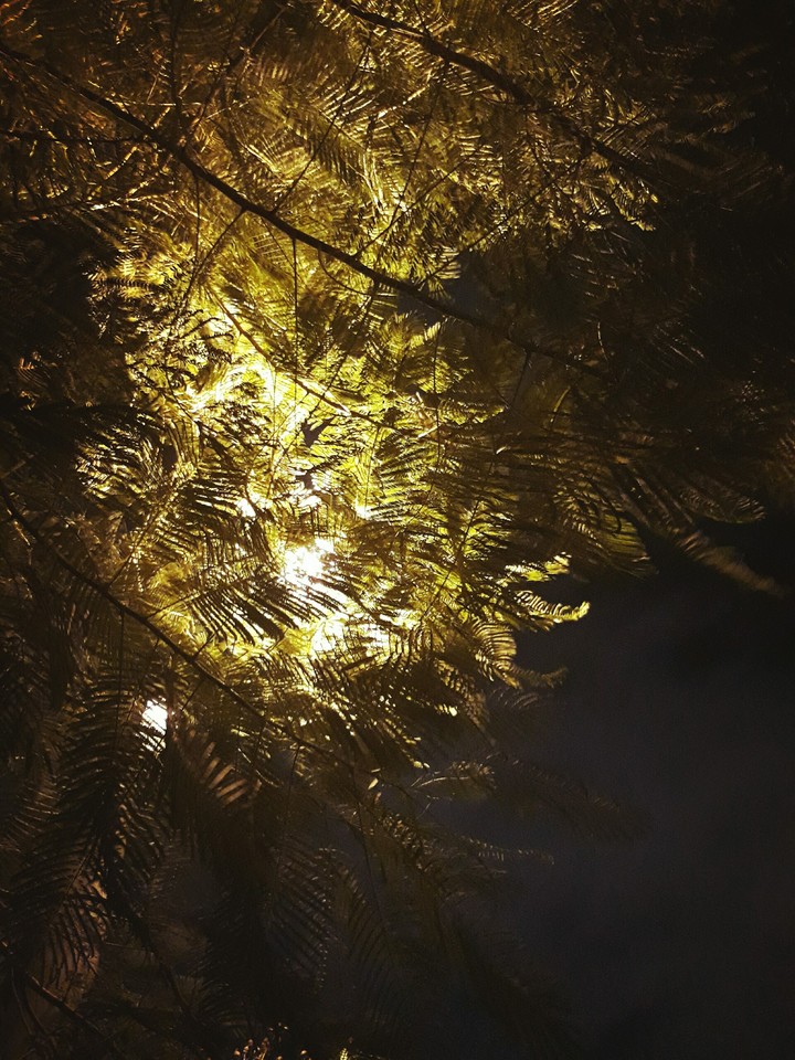 the light and leaf