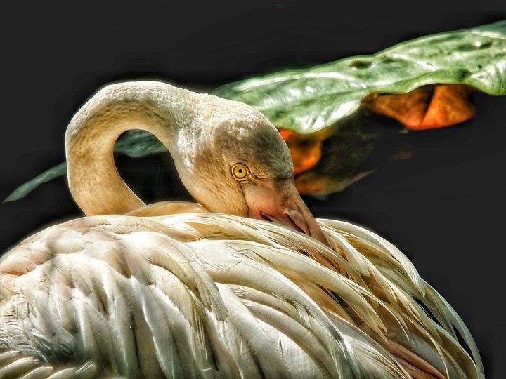 Bird