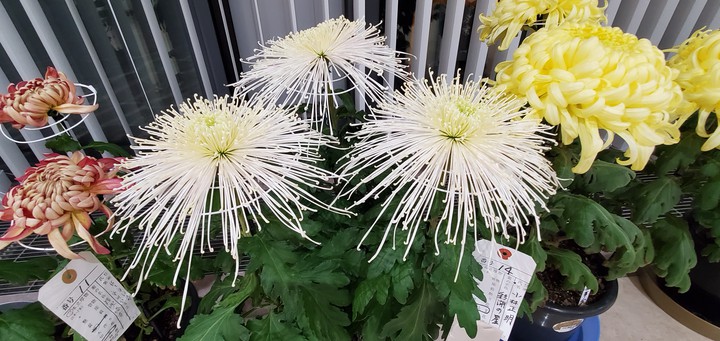 chrysanthemum