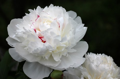sfondi White, plant