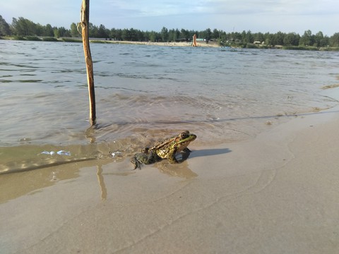 Crazyfrog