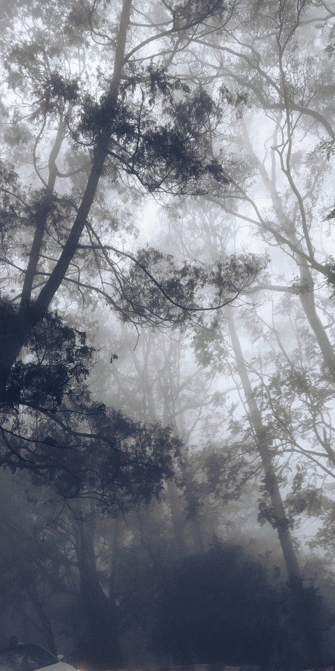 Morning Fog