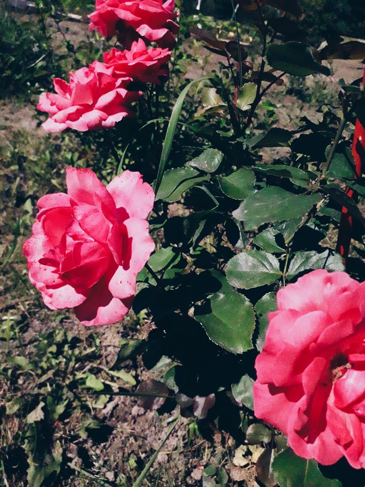 roses