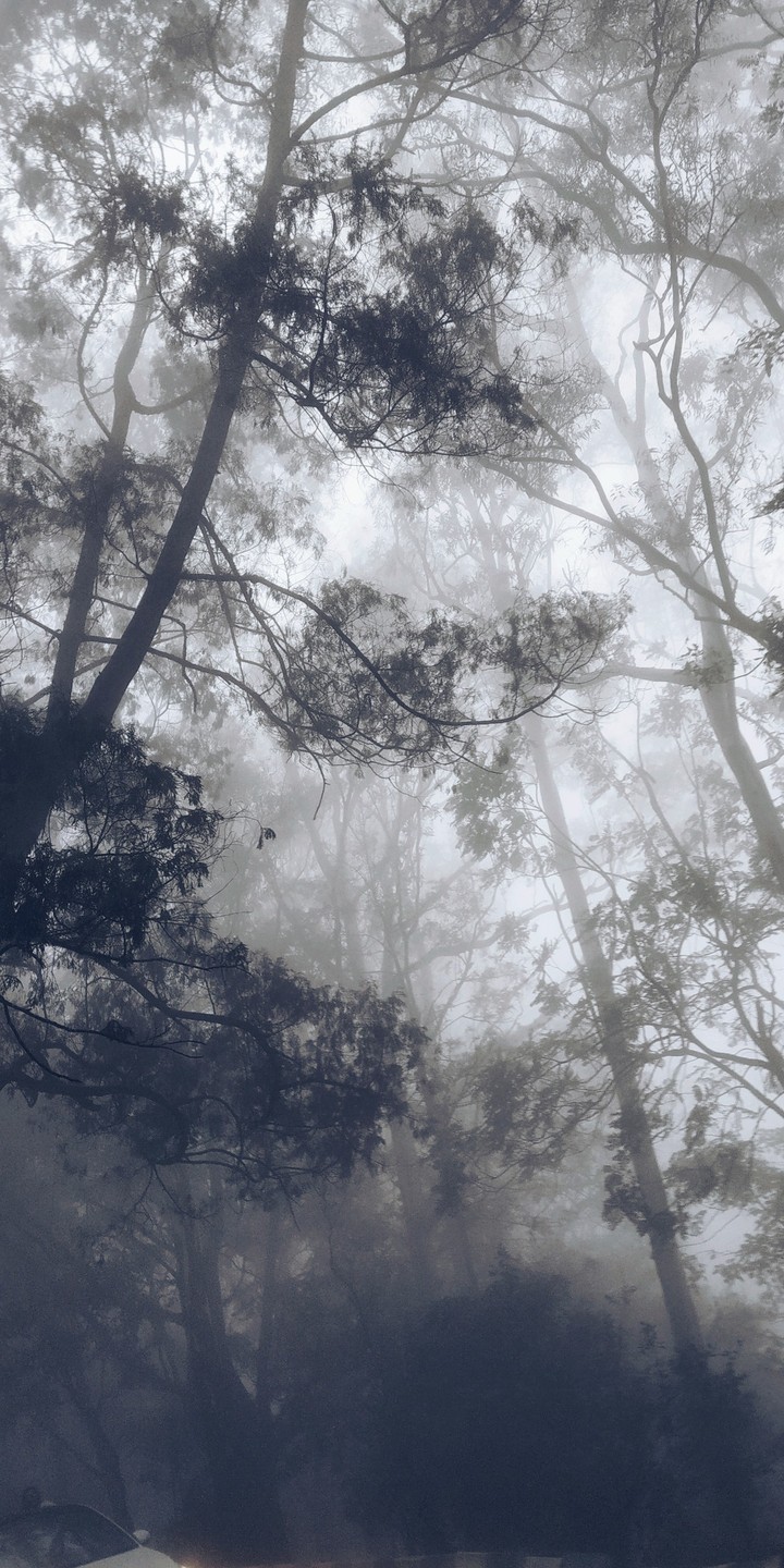 Morning Fog