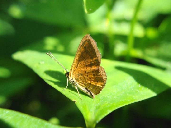 mariposita