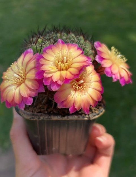 sfondi Cactus, Pollen