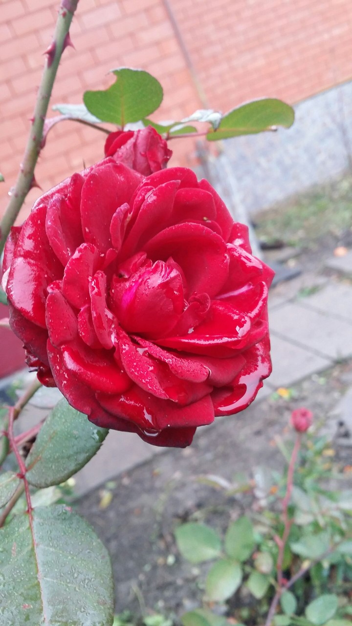 In my garden
