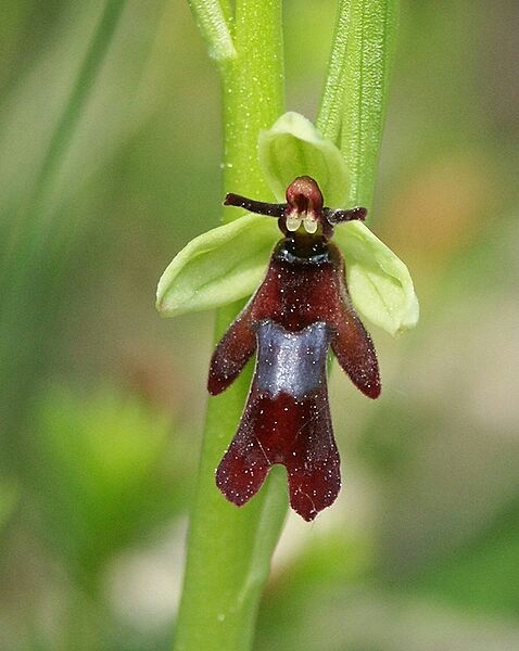 Ophrys insectifera flower