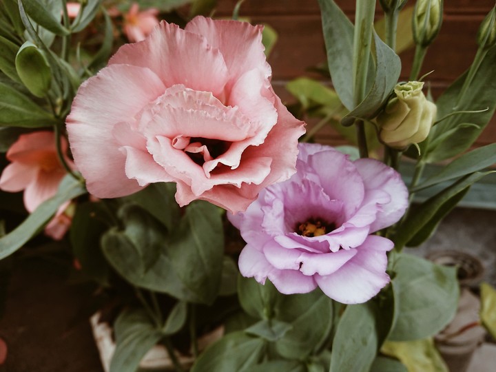 Eustoma