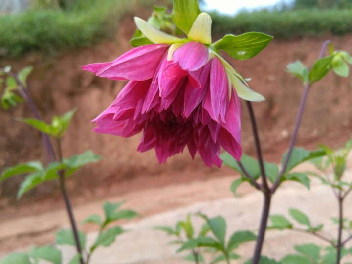 flower