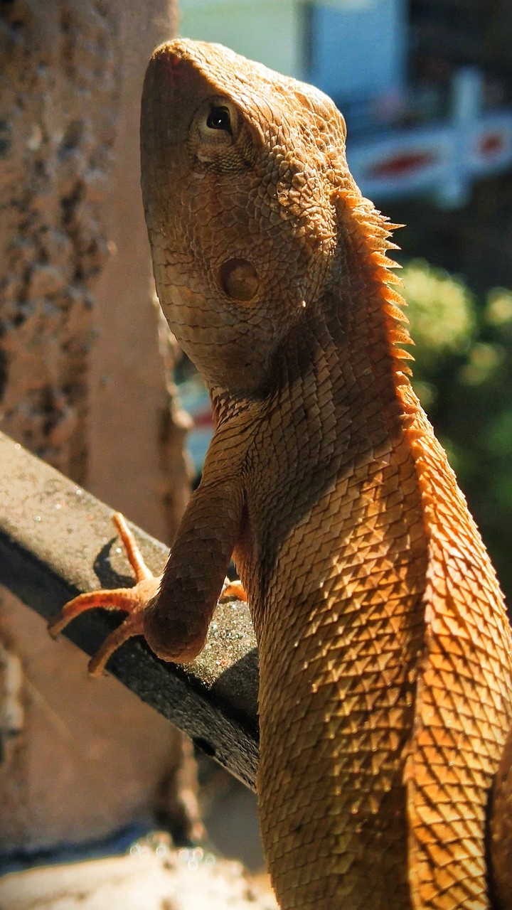 chameleon
