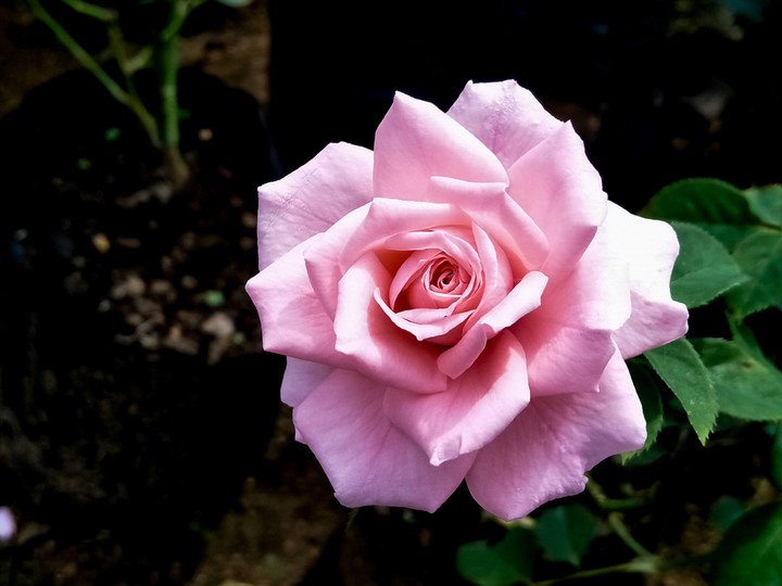 beautiful pink flower