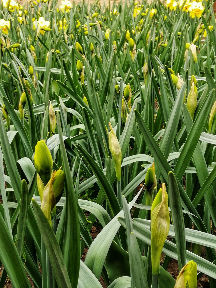 #flowers #summer #green #beautiful #цветы #зелень #природа