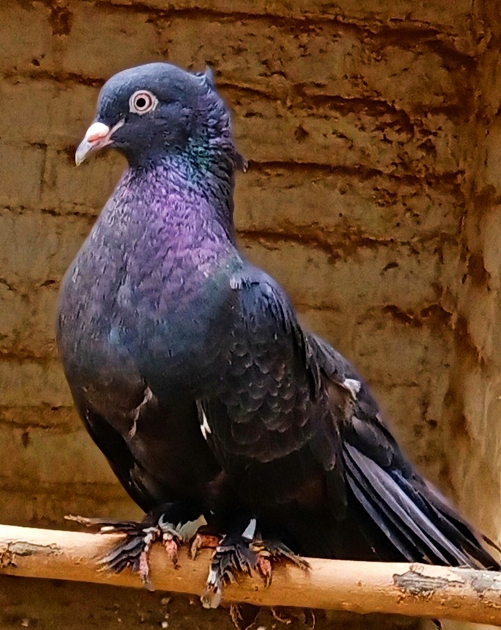 Pigeon