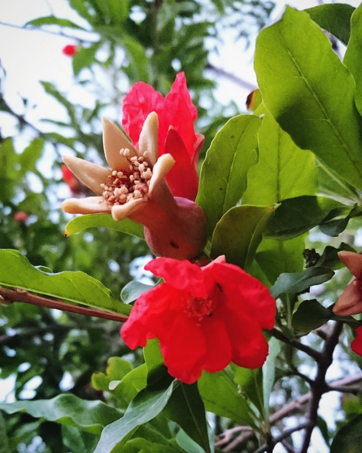 pomegranate blossom