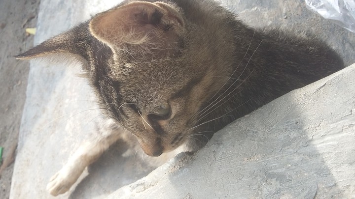 cat