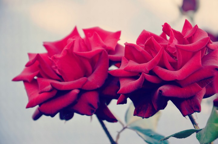 rose
