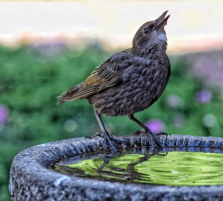 Thirsty!