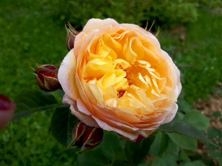 rose