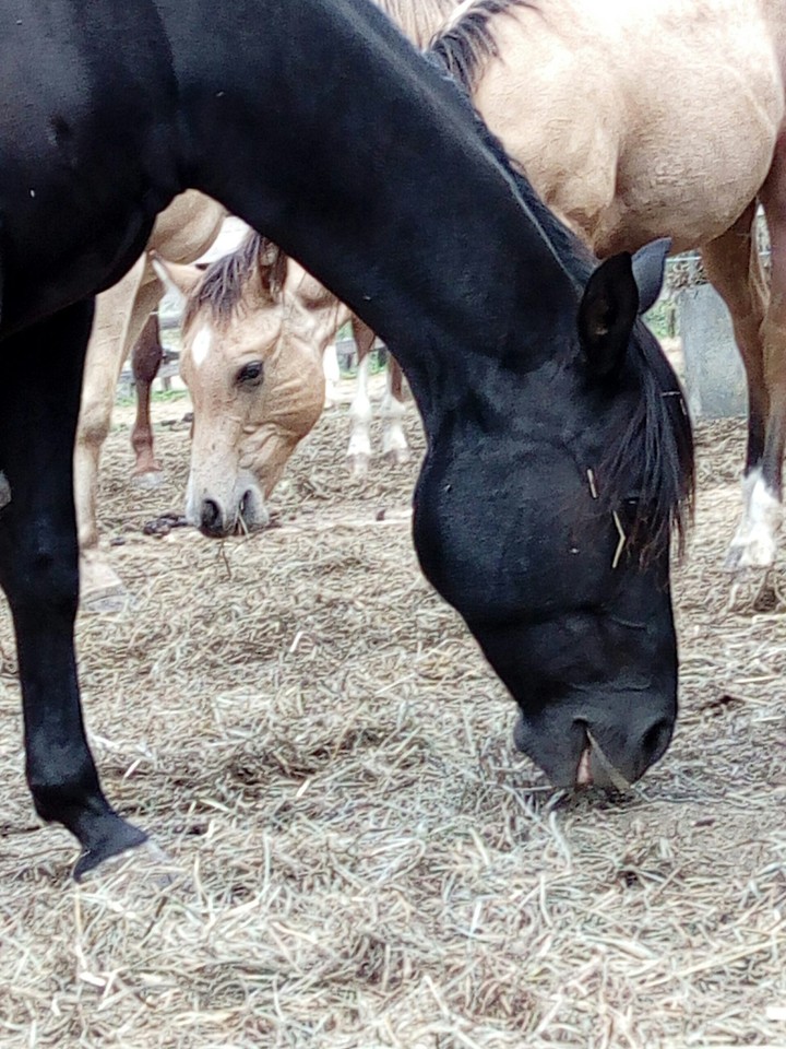 Horse