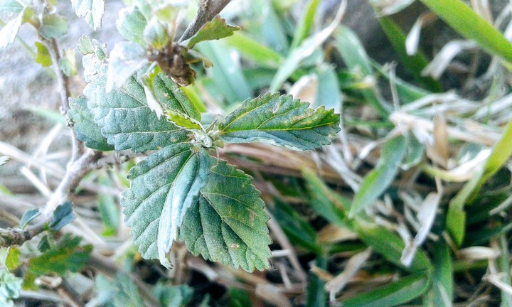 Natureza