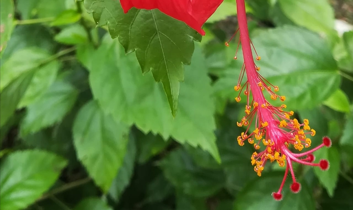 Leaf & Flower