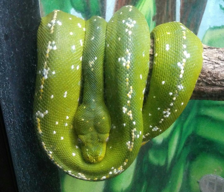 Tree Snake, Cape May Zoo