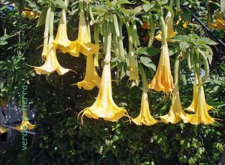 hanging flowers