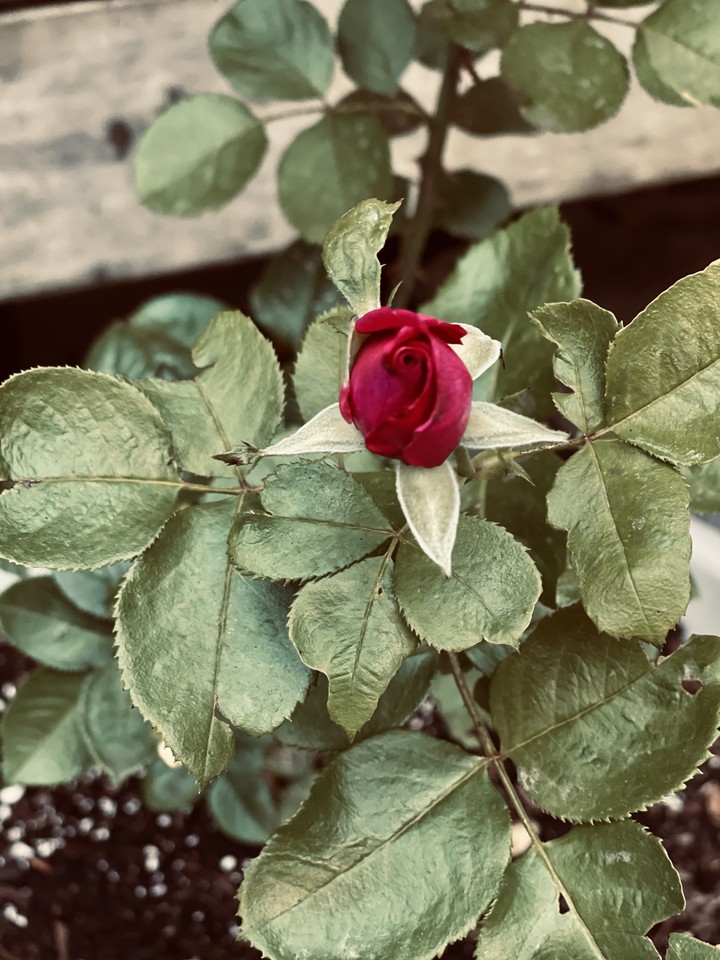 young rose