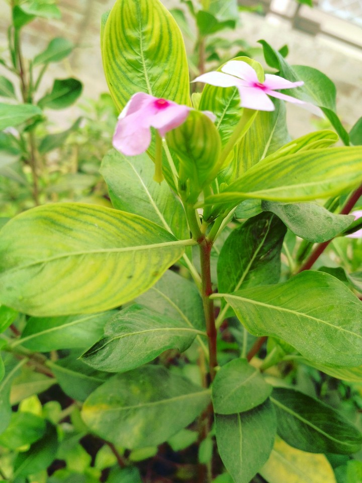 #plants