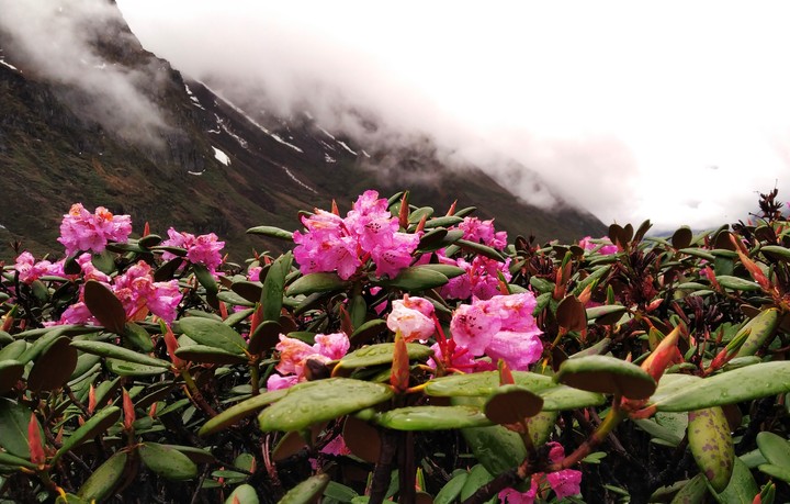Nature