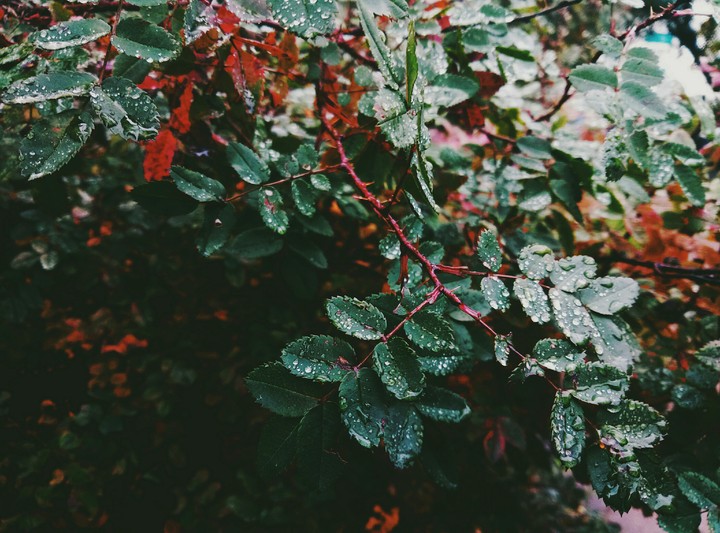 drops