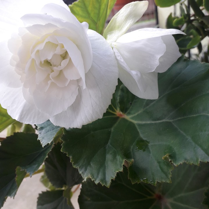 begonia