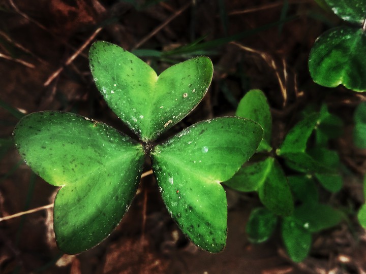 plant life