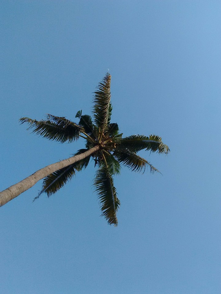 morning tree