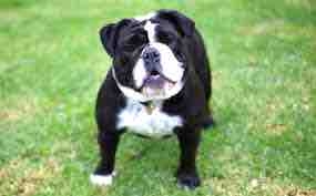 my new dog