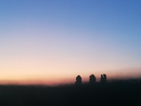 trees in the dusk