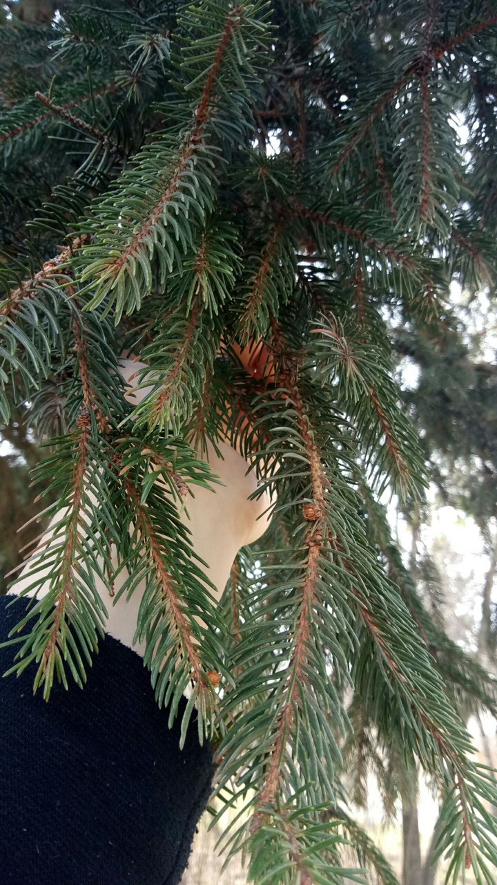 Christmas tree